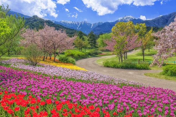 frühlingskulisse im national alps azumino park in der präfektur nagano, japan - chubu region stock-fotos und bilder