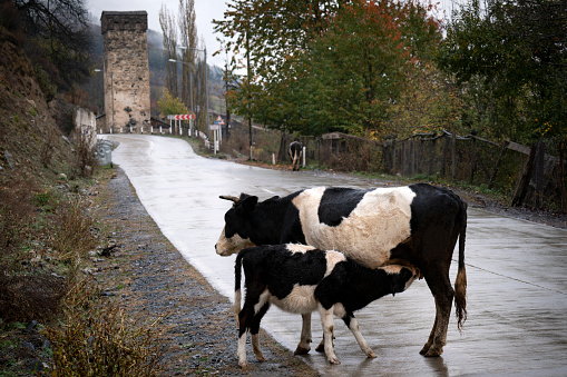 A carrot calf sucking its mother in the street. Svan towers in Svaneti - Georgia