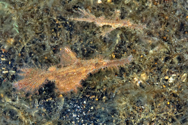 istock Ghost pipe fish and example of camouflage 1315256816
