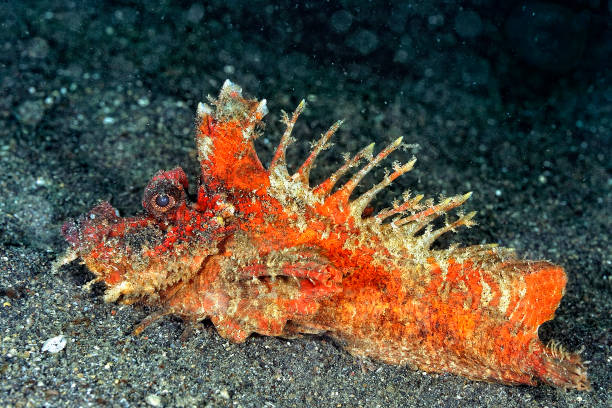 istock A picture of a poisonous scorpionfish resting on the bottom 1315257251
