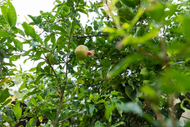 istock Grandma's fruit and vegetable garden. 1315258153