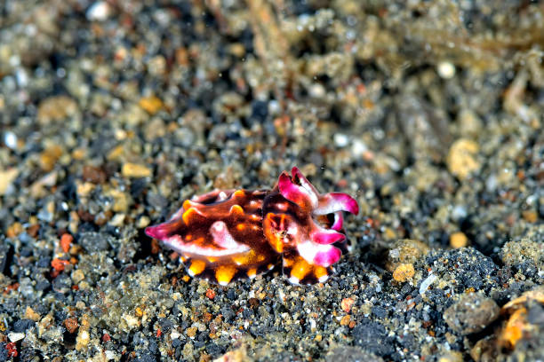 istock A picture of a beautiful flamboyant cuttlefish 1315258413