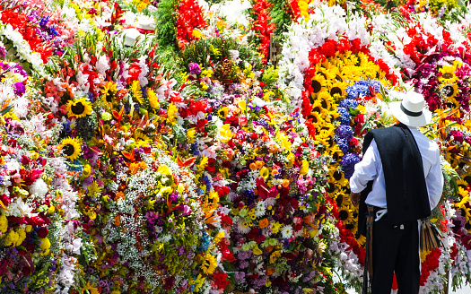 Medellin, Antioquia, Colombia. August 11, 2013: Silletero man in the silleteros parade, flower fair.