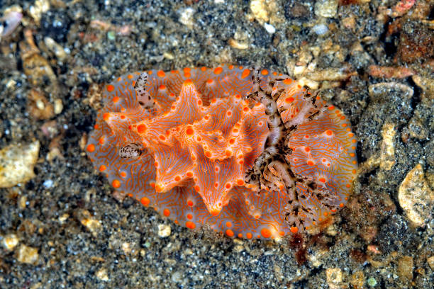 istock A picture of some beautiful and colored nudibranches 1315259625