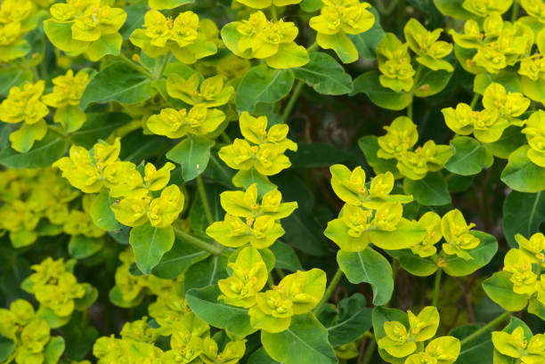 istock Euphorbia flower grove (Euphorbia sp.) 1315259641