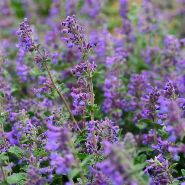 istock Lobelie's Blue Flower Foot 1315259713