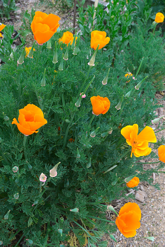 Orange escholtzias or California poppies