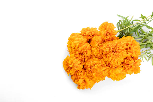 istock Composition with dead bread de muertos typical Mexican skull and cempazuchitl flowers on white background. 1315260642