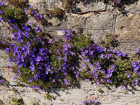 Stock photo showing a mass of purple flowers on a common harebell, which is pictured growing on a stone wall, in a tiny pocket of soil, and is clearly thriving in this sunny, dry position. Other names for this plant include Wall bellflower, Dalmatian bellflower and Adria bellflower, while the official Latin name is: Campanula portenschlagiana. This seasonal plant (flowering in late spring / early summer) is ideal for a rockery / rock garden, although it can be invasive.