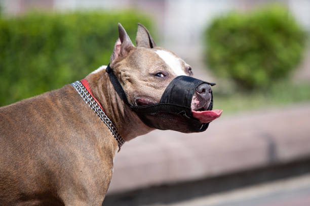 istock Big brown dog in black muzzle on street. 1315260811