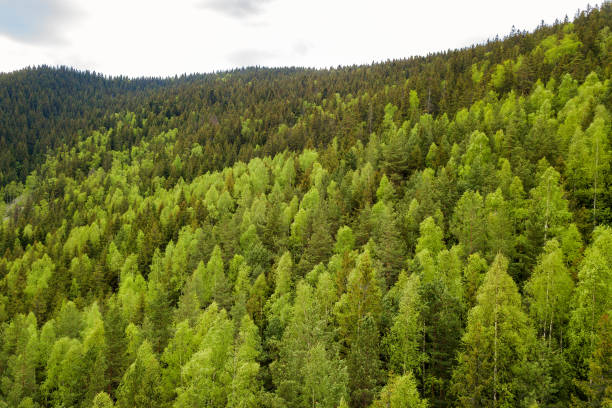 vue aérienne de la forêt verte de pin avec des auvents des épinettes dans les montagnes d’été. - forest aerial view taiga treetop photos et images de collection