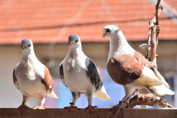 istock Group of three doves standing on balcony on sunny spring day 1315260967