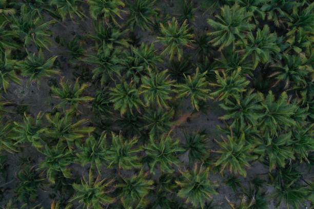 istock Aerial top down view of a coconut palm tree plantation 1315260980