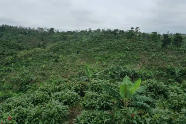 Aerial footage of a cacao plantation intercropped with bananatrees