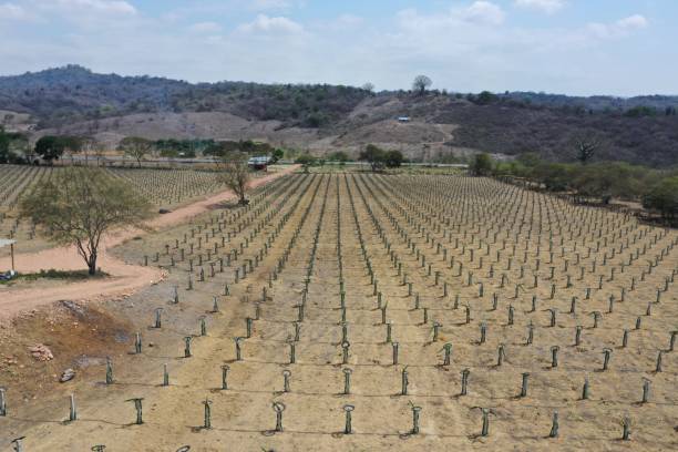 istock Aerial view, flying over a pitaya or pitahaya plantation 1315261234