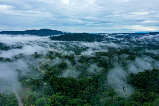 熱帯雨林の空中写真、美しい青いスカイラインで霧に覆われたアマゾンの熱帯雨林の一部 - 樹冠 ストックフォトと画像