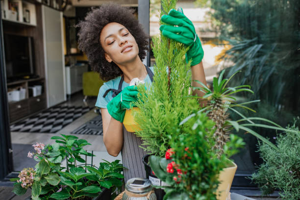 istock Spraying plants at home garden 1315263281