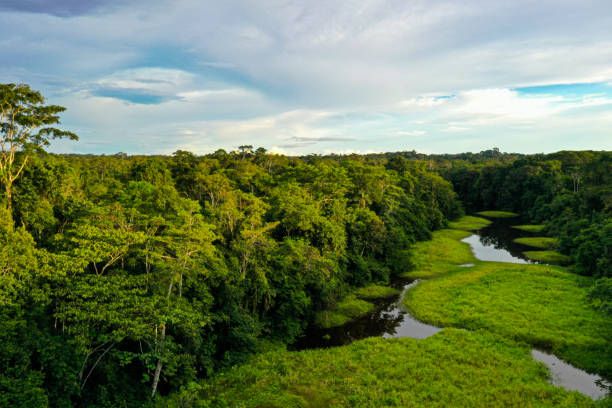 istock A tropical forest is broken open by a swamp that is covered in lighter green grasses 1315263313