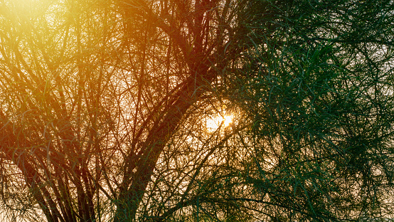 bACKGROUND IMAGE OF SUNRISE COMING THROUGH TREES. SUNRISE CONCEPT