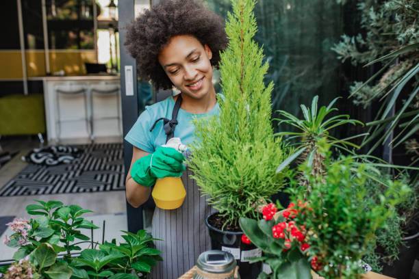 istock Spraying plants at home garden 1315263359