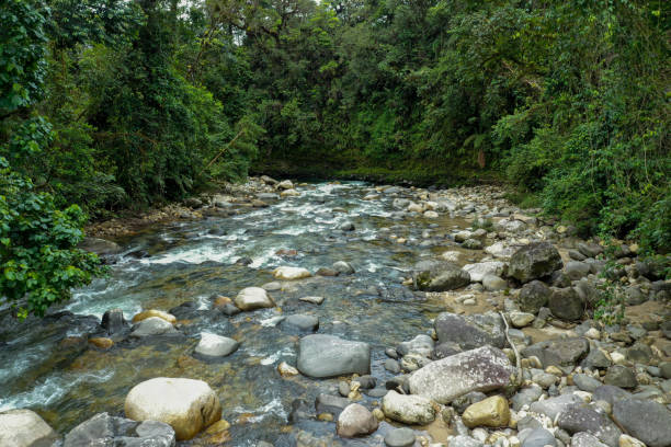 istock A mountain stream covered in large boulders and lined with many trees 1315263415