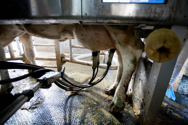 istock Many cows on the farm are fed and milked 1315263573