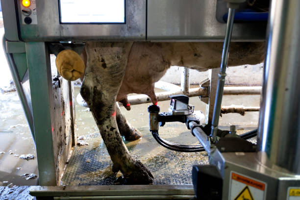 istock Many cows on the farm are fed and milked 1315263619