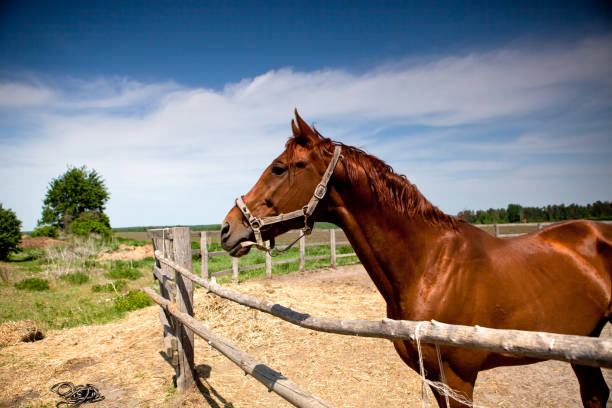 istock Horse walking in the paddock spring day. 1315263623