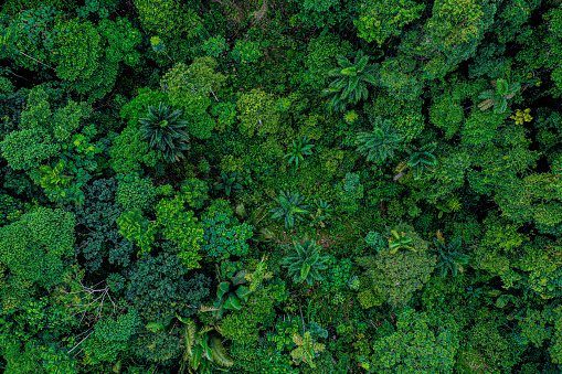 Vista aérea de una parte deforestada de la selva tropical con muchas palmeras todavía en pie, mientras que otras especies de árboles han sido registradas photo