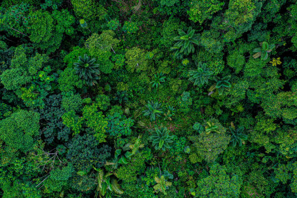 vista aerea superiore di una parte disbosedata della foresta pluviale con molte palme ancora in piedi mentre altre specie di alberi sono state registrate - tropical rainforest immagine foto e immagini stock