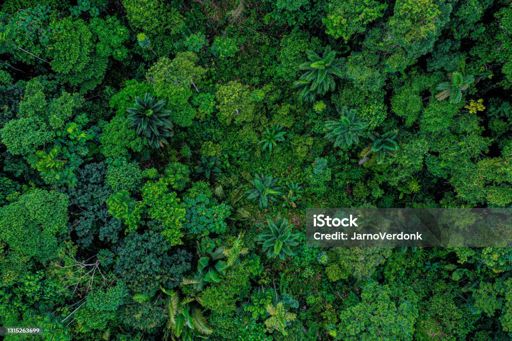 Aerial top view of a deforested part of rainforest with many palm trees still standing while other tree species have been logged Aerial top view of a deforested part of rainforest with many palm trees Rainforest Stock Photo