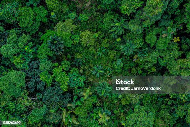 Aerial Top View Of A Deforested Part Of Rainforest With Many Palm Trees Still Standing While Other Tree Species Have Been Logged Stock Photo - Download Image Now