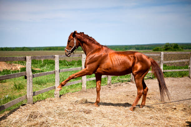 istock Horse walking in the paddock spring day. 1315263745