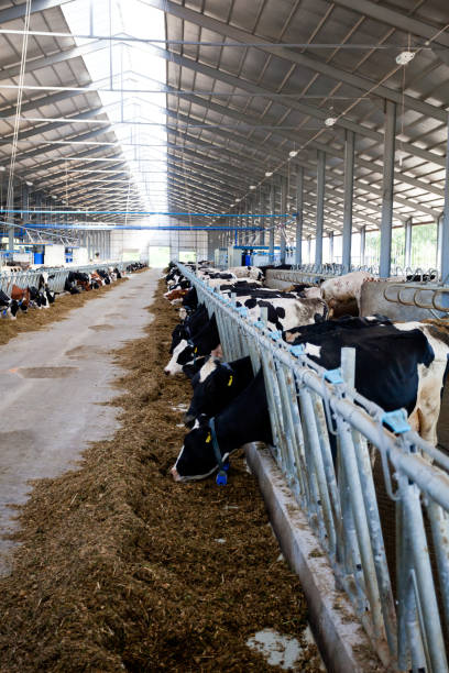 istock Many cows on the farm are fed and milked 1315263765