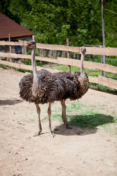istock Ostrich farm on a sunny day 1315263815
