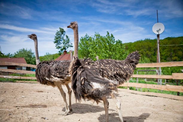 istock Ostrich farm on a sunny day 1315263838