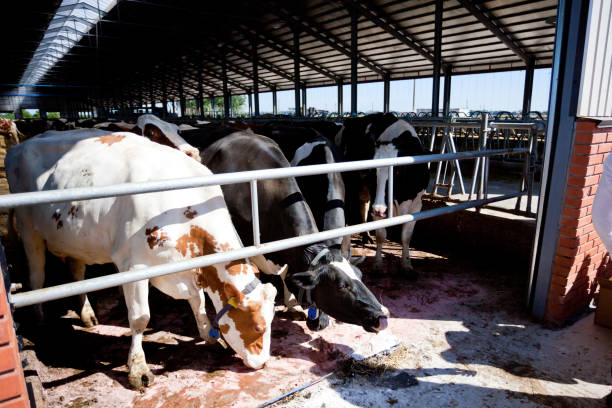 istock Many cows on the farm are fed and milked 1315263865