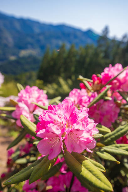 It is a rhododendron in Hoshinohana Park in Yame City, Fukuoka Prefecture.