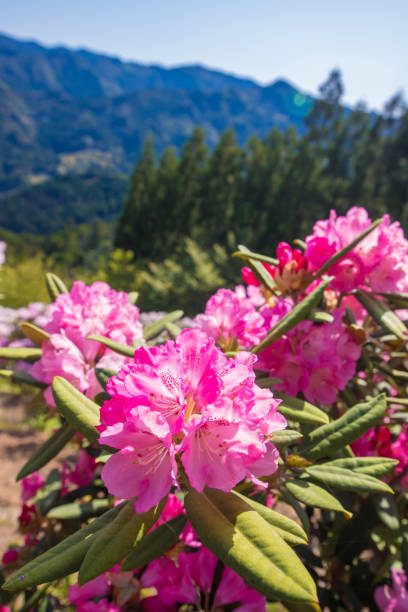 istock Rhododendron in the flower park 1315265994
