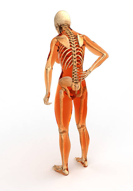 szkielet ciała ludzkiego, widok z tyłu - women the human body body hip zdjęcia i obrazy z banku zdjęć