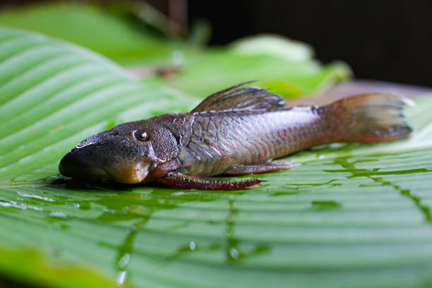 Side view of an armored catfish, Pseudorinelepis or locally called carachama placed on a leaf which is also used to make the local dish maito Side view of an armored catfish placed on a leaf to make the local dish maito loricariidae stock pictures, royalty-free photos & images