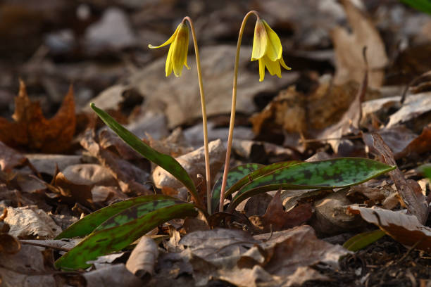Trout lily, aka dogtooth violet (though not a violet), in the woods of Washington, Connecticut, in early spring. Named for the leaves, reminiscent of the markings of a brown trout.