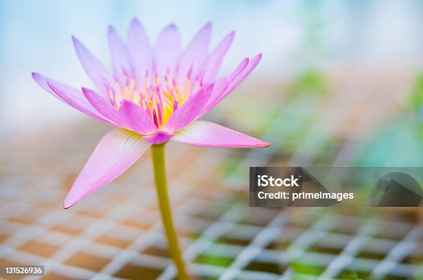 Loto Rosa - Fotografie stock e altre immagini di Acqua - Acqua, Aiuola, Ambientazione esterna