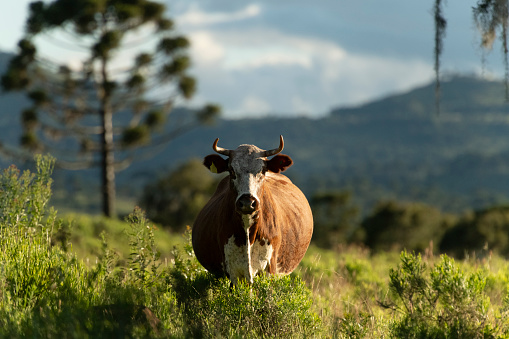 Image with a pregnant cow on a green grazing pasture