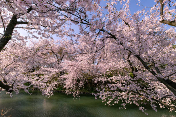 istock Cherry blossoms in full bloom at Park. 1315270878