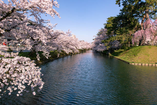 istock Cherry blossoms in full bloom at Park. 1315271121