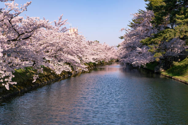 istock Cherry blossoms in full bloom at Park. 1315271137