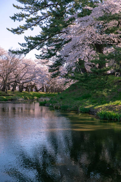 istock Cherry blossoms in full bloom at Park. 1315271335