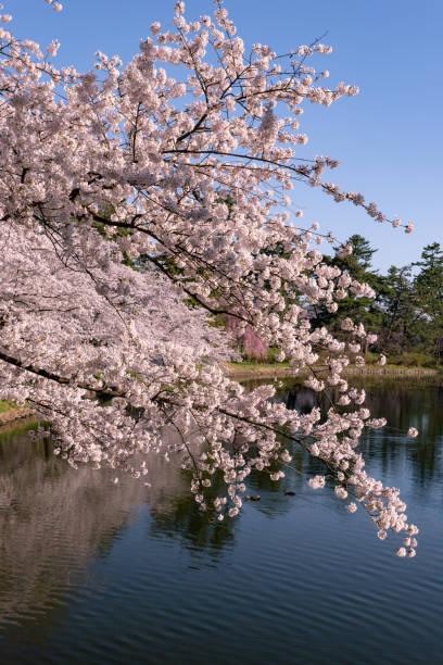 istock Cherry blossoms in full bloom at Park. 1315271350