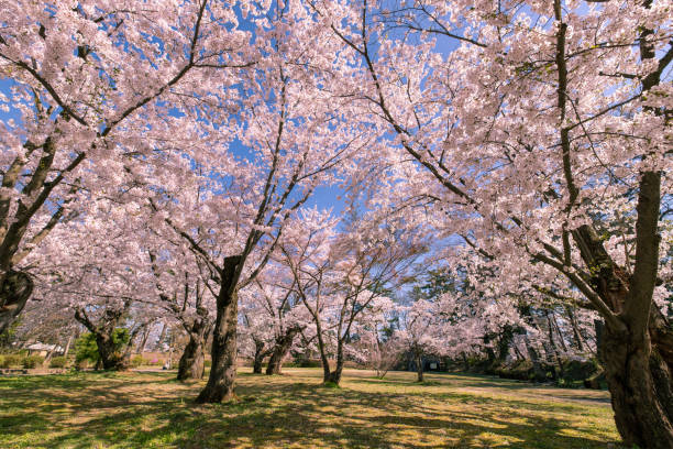 istock Cherry blossoms in full bloom at Park. 1315272287